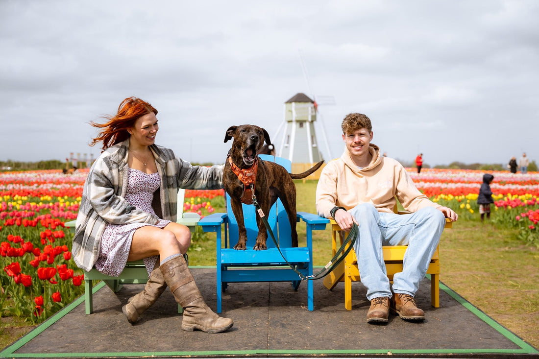 Spring Adventures With Your Dog
