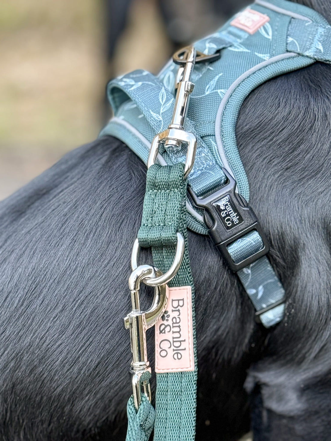 Why We Love the Double-Ended Dog Lead (And Why You Will Too!) 🐾