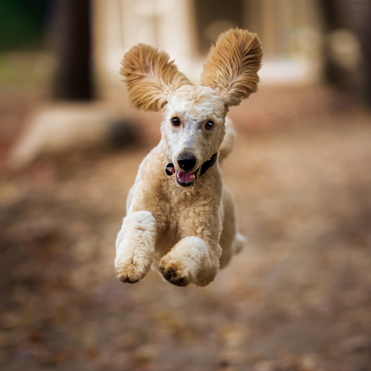 Autumn Adventures: Making the Most of Fall with Your Furry Best Friend