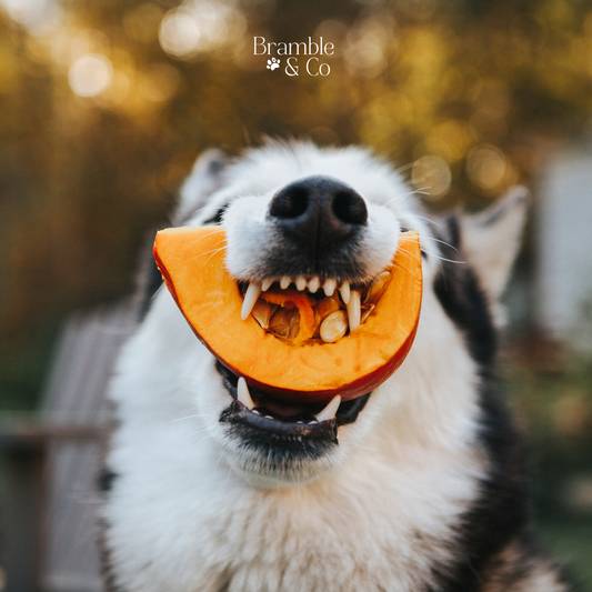 Pumpkin Fun with Your Pup