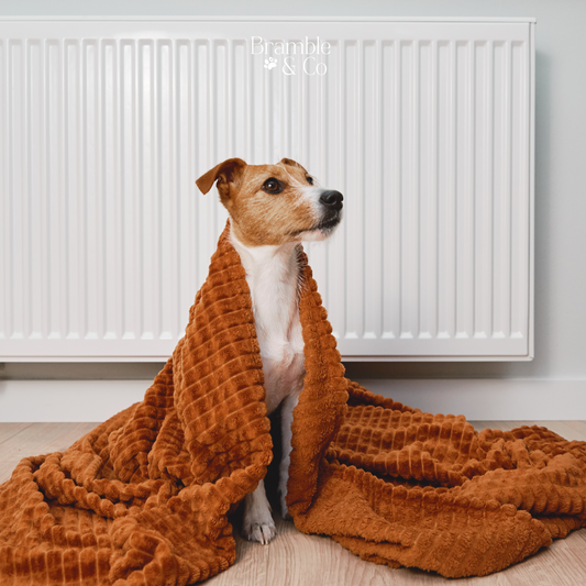 Getting Ready for Winter with Your Dog: Essential Tips