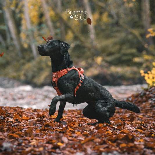 Why a Non-Restrictive Dog Harness Benefits Your Dog