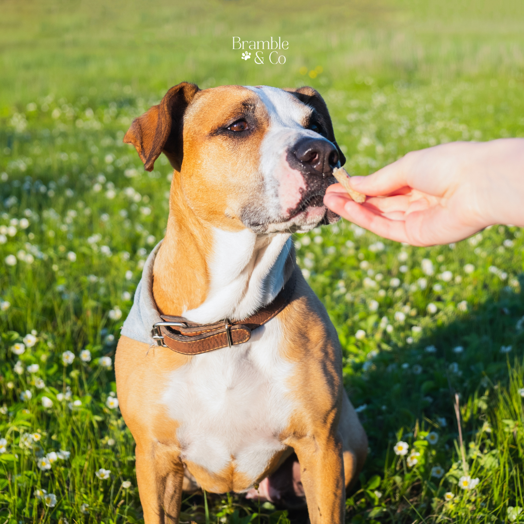 Homemade Summer Snacks for Your Dog: Keep Your Pup Cool and Happy
