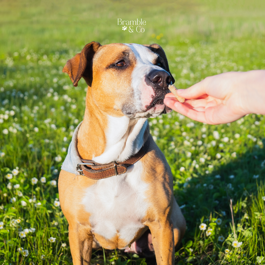 Homemade Summer Snacks for Your Dog: Keep Your Pup Cool and Happy