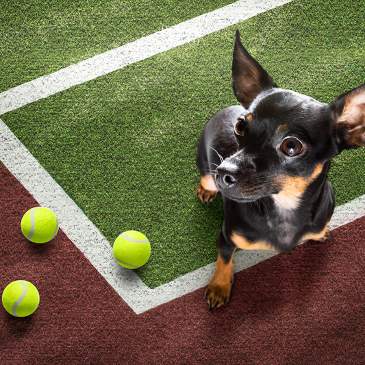 Enjoying Wimbledon with Your Dog: A Guide to a Pawsome Tennis Experience