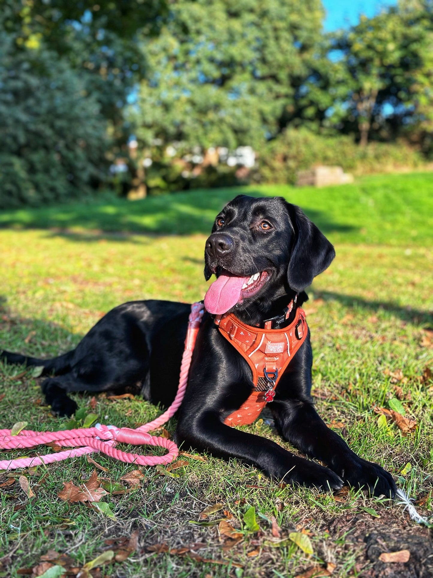 Rope Lead - Orange Twist