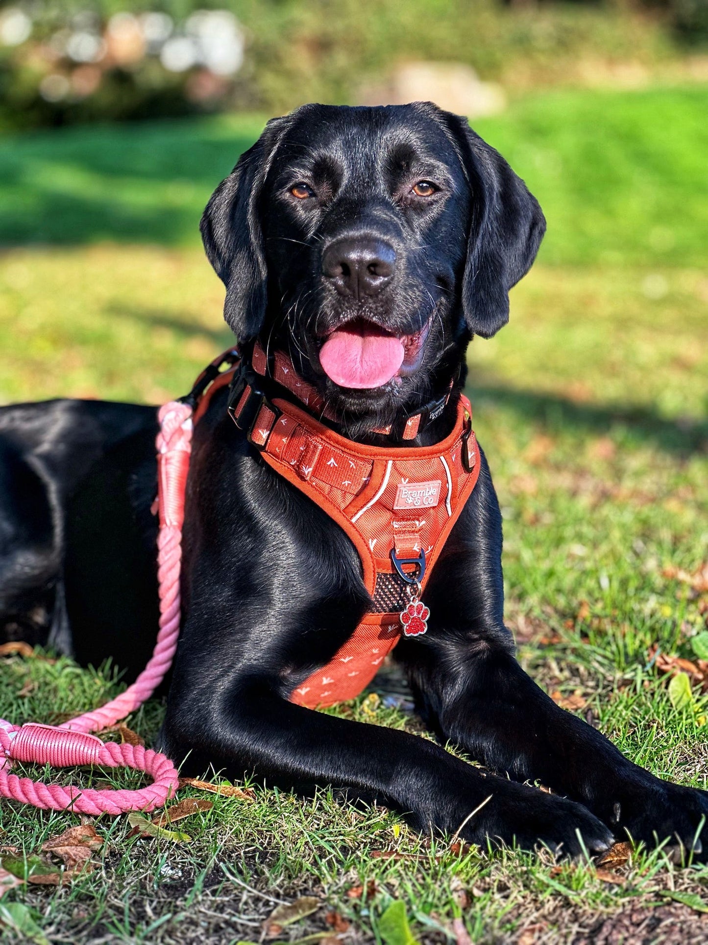 Rope Lead - Orange Twist
