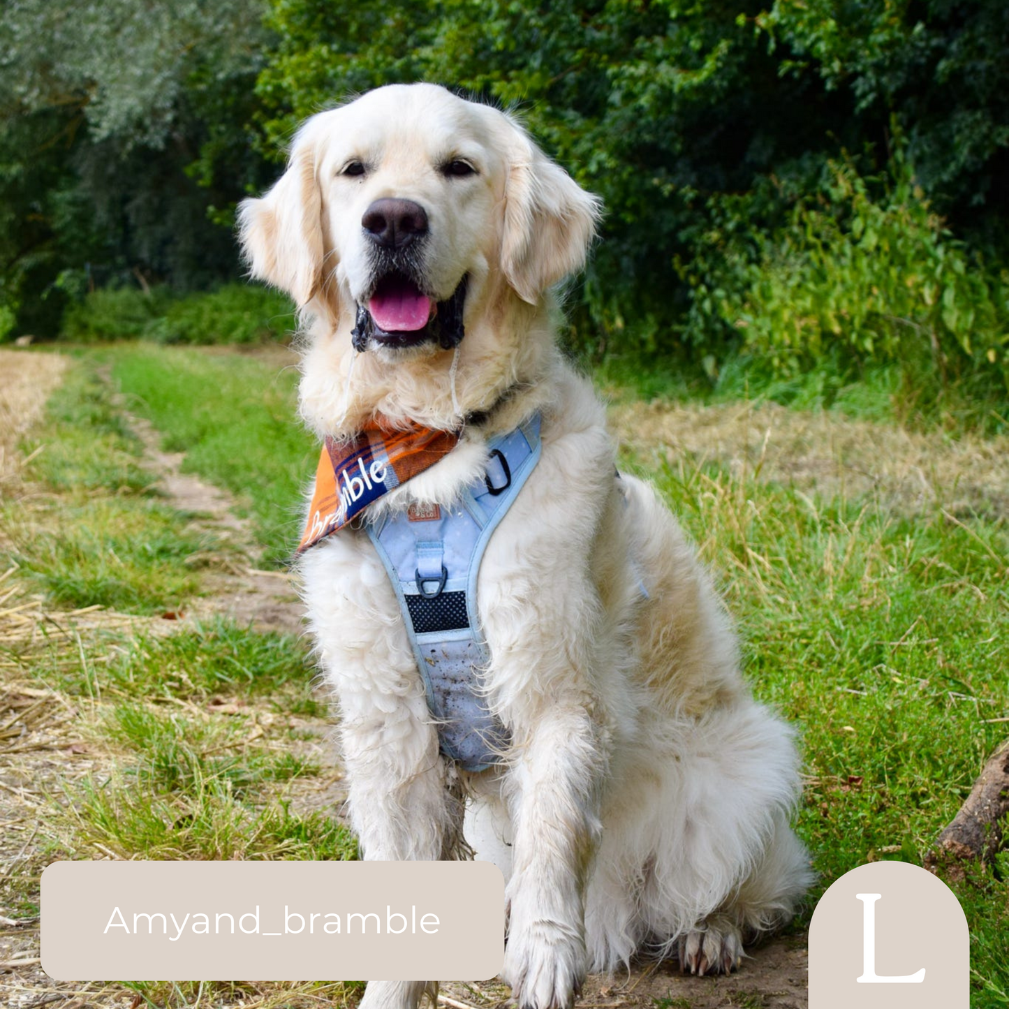 3-Point Adjustable Harness - Beachy Blue