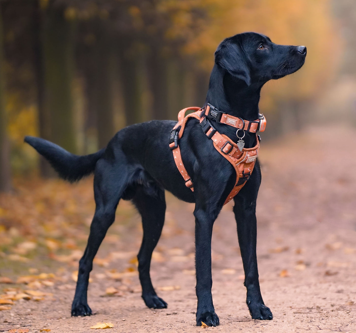 Adjustable Collar - Autumn Rain