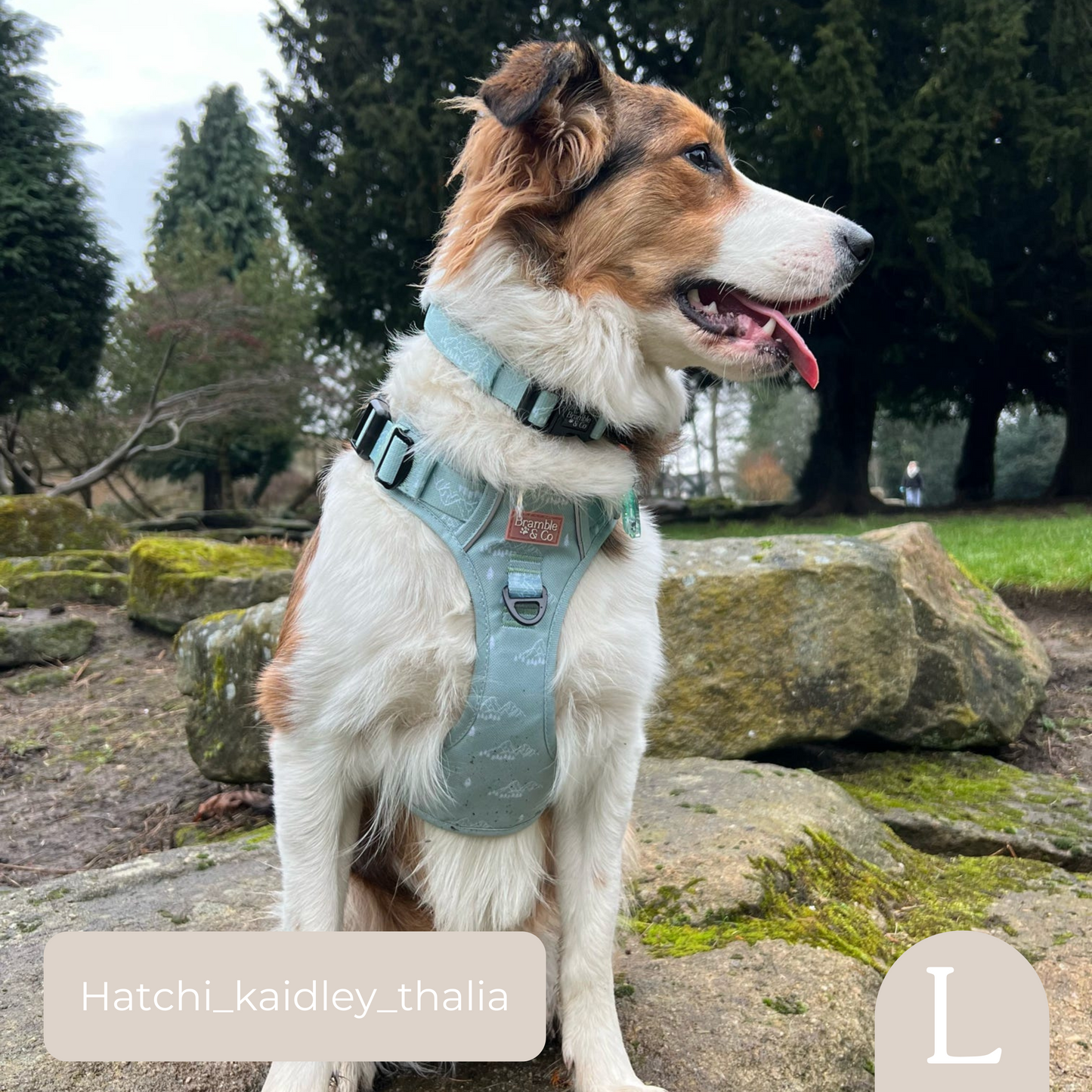 Adjustable Collar - It's Mint To Be