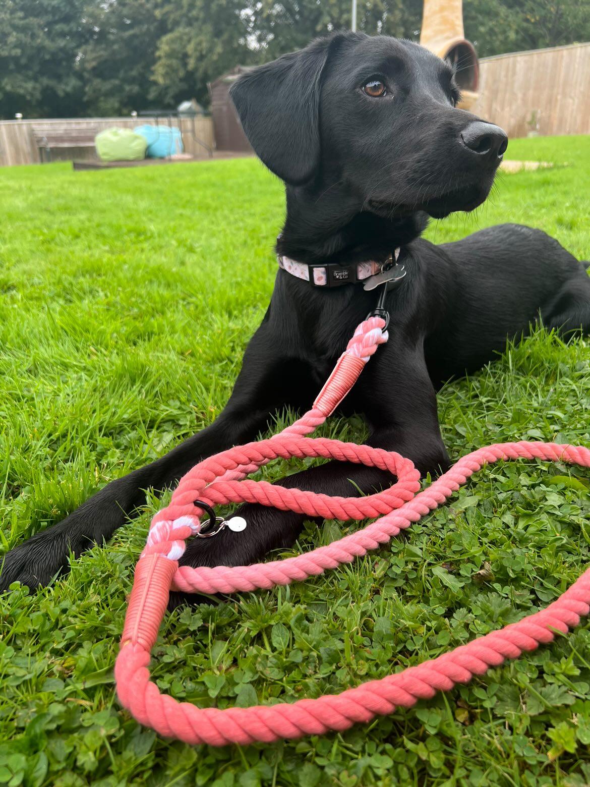 Rope Lead - Orange Twist