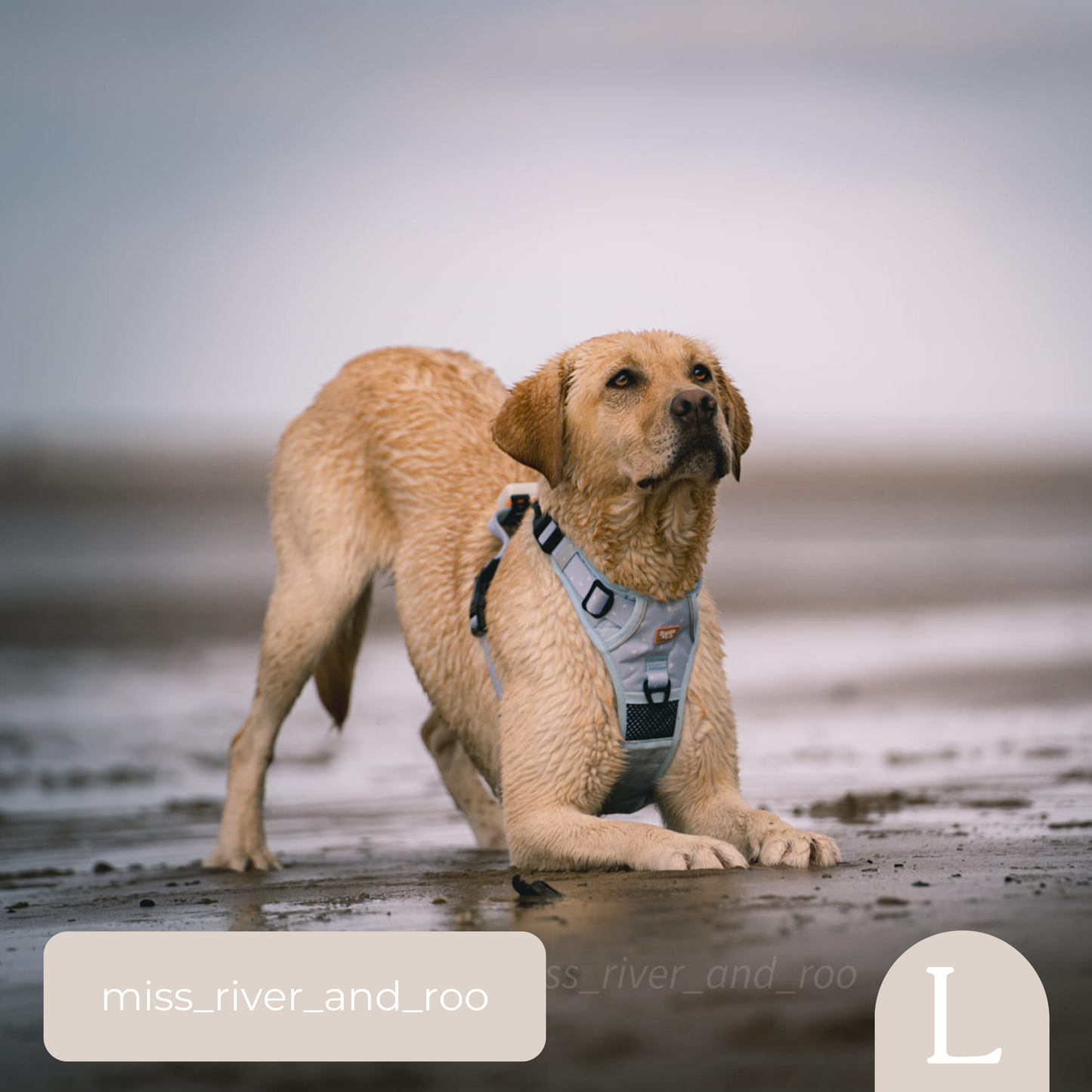 3-Point Adjustable Harness - Beachy Blue