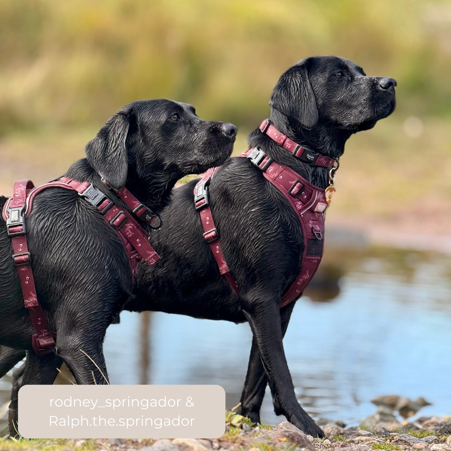 Adjustable Collar - Wild berry Woodland