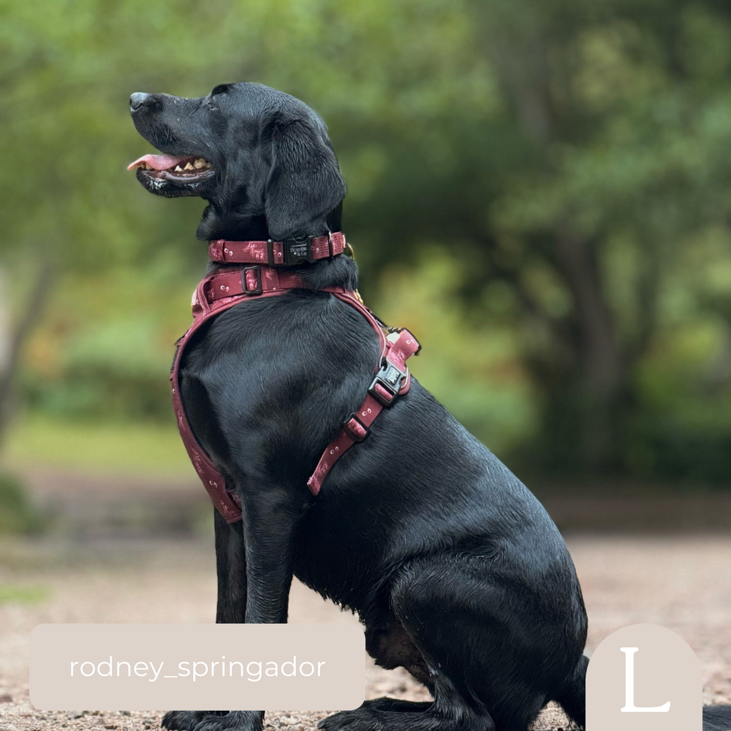 Adjustable Collar - Wild berry Woodland