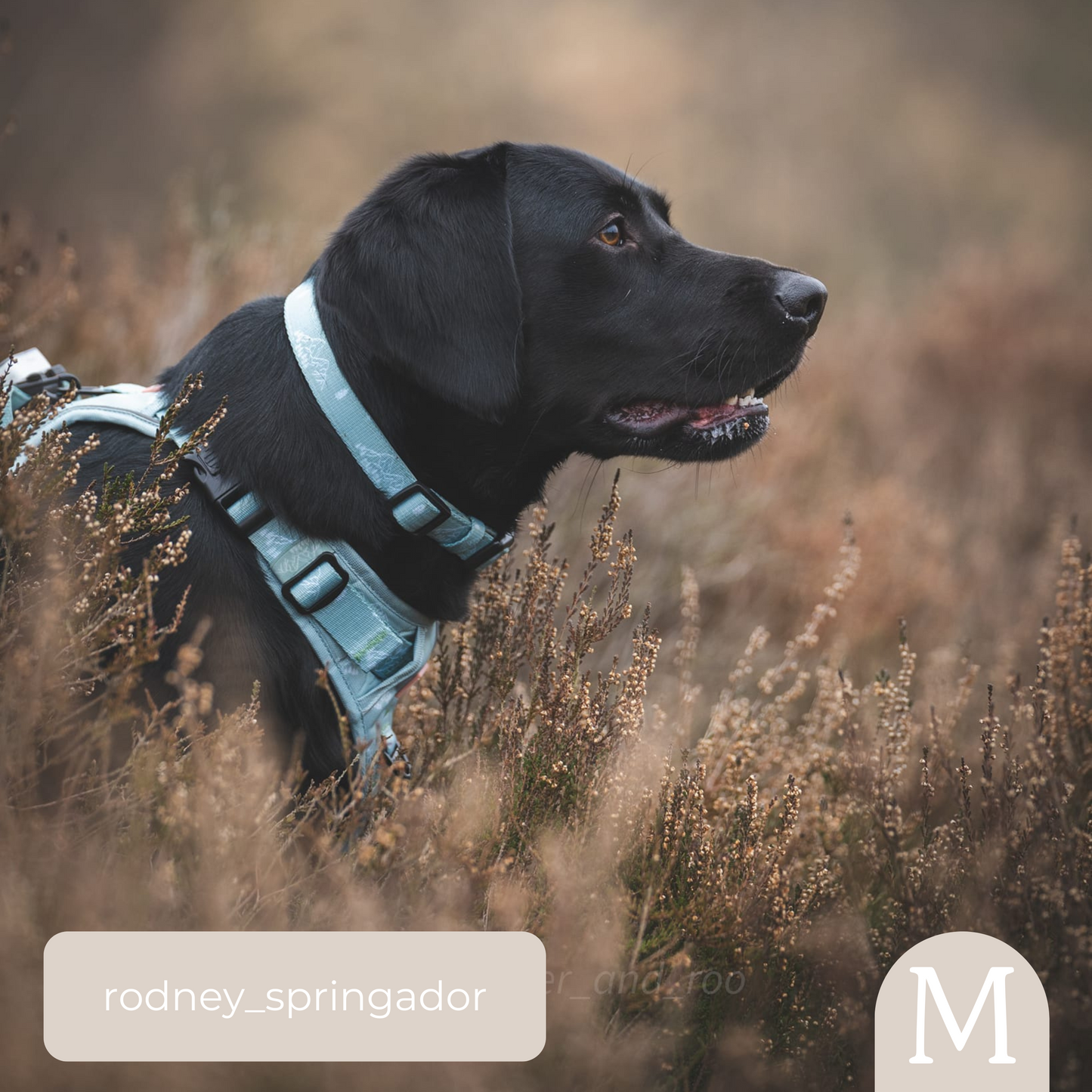Adjustable Collar - It's Mint To Be