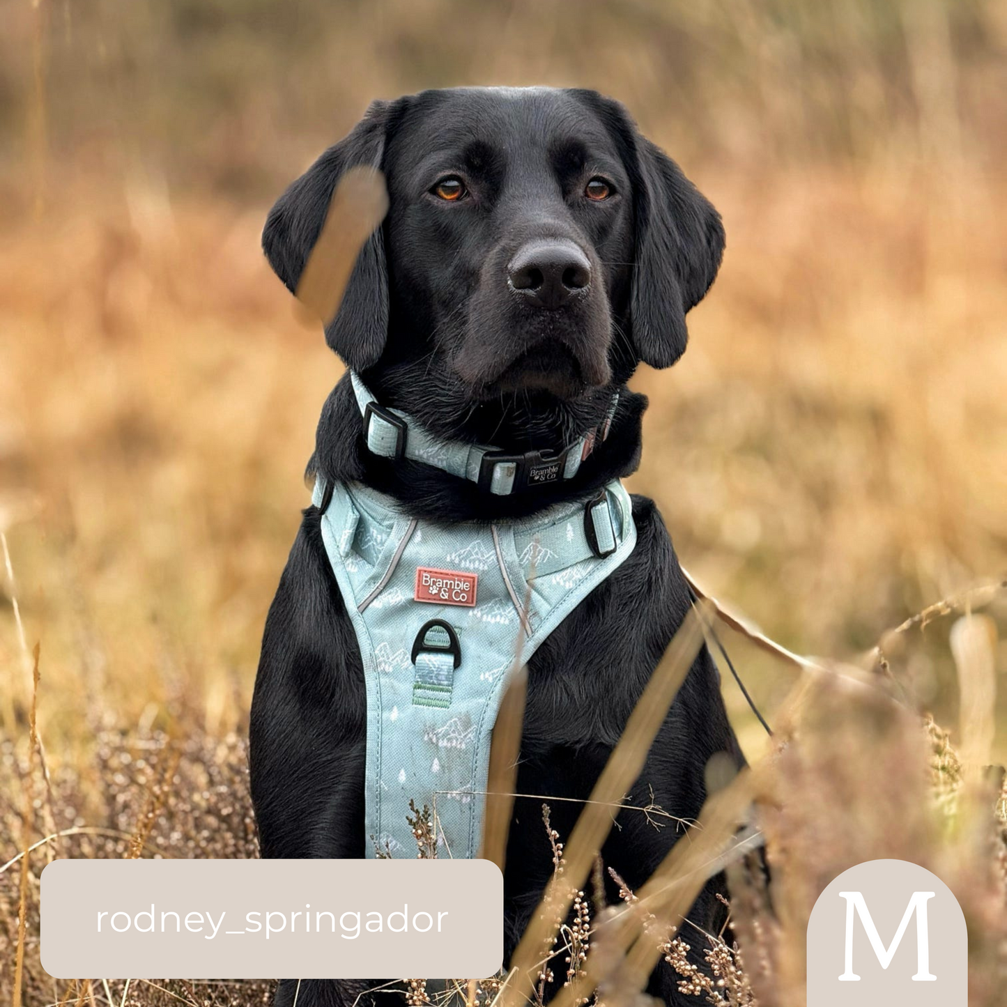 Adjustable Collar - It's Mint To Be