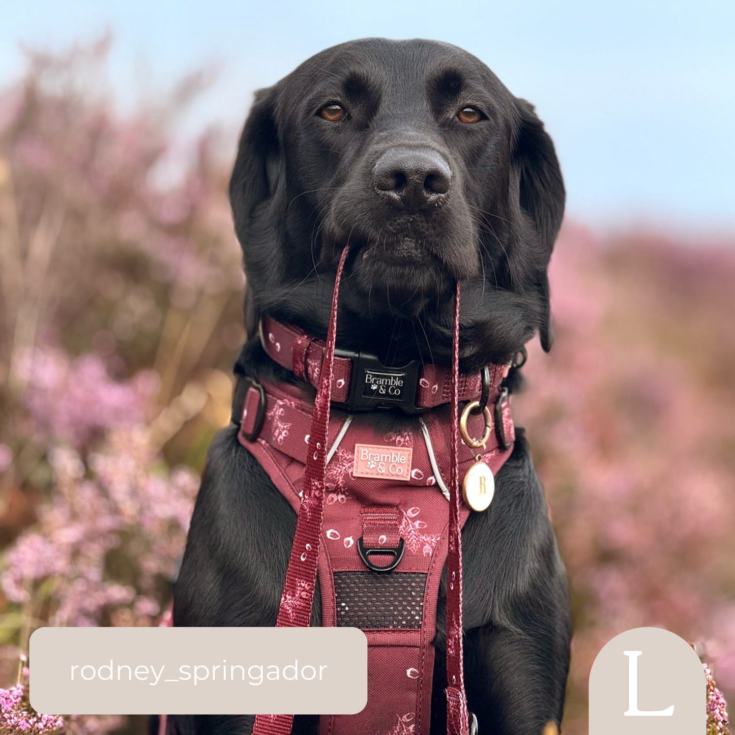Adjustable Collar - Wild berry Woodland