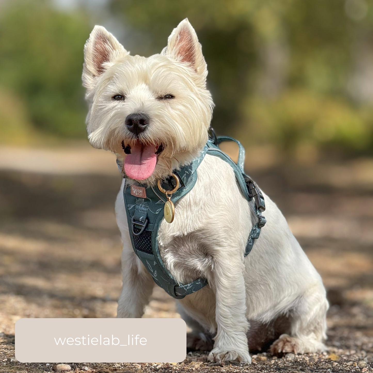 3-Point Adjustable Harness - Fern Baby Fern