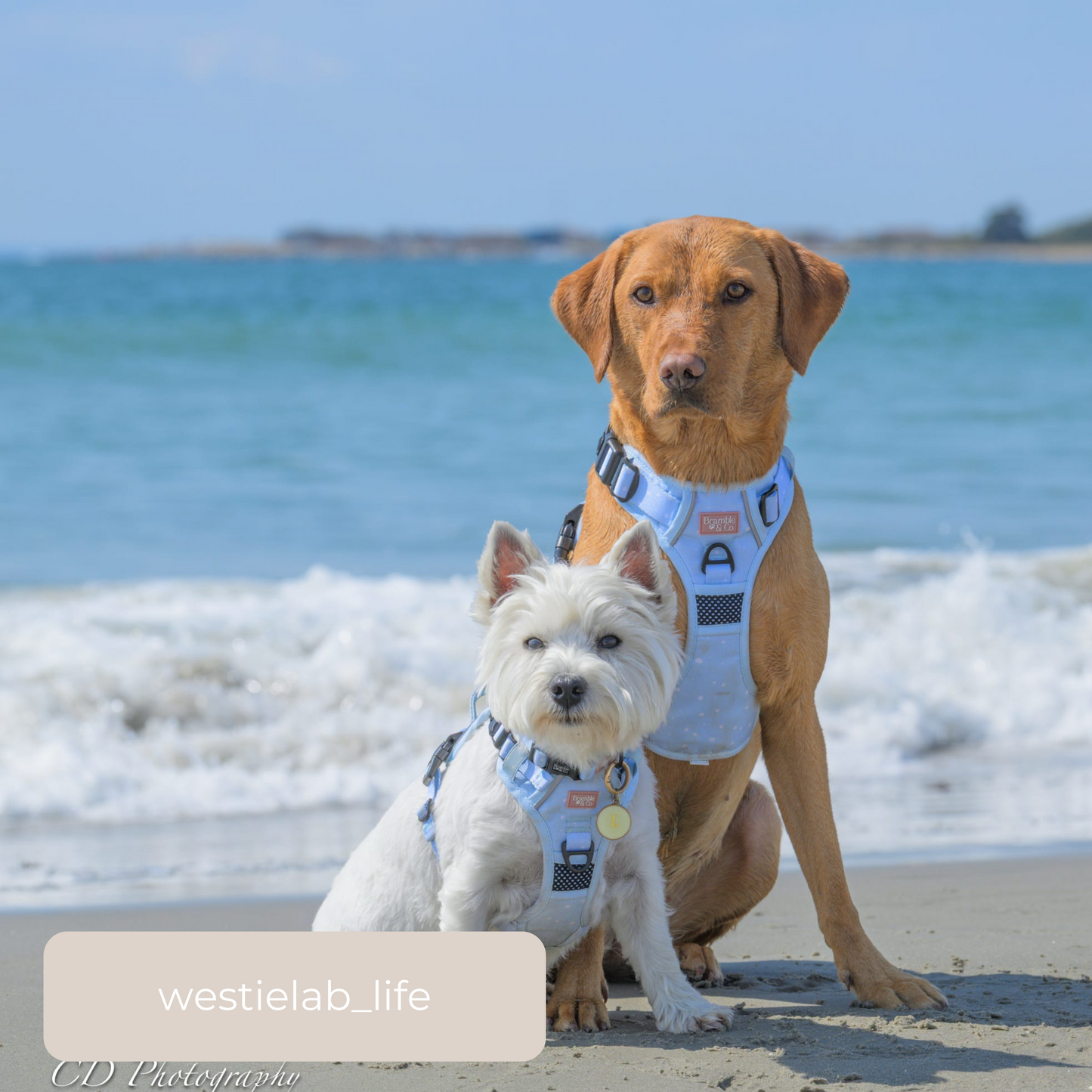 3-Point Adjustable Harness - Beachy Blue