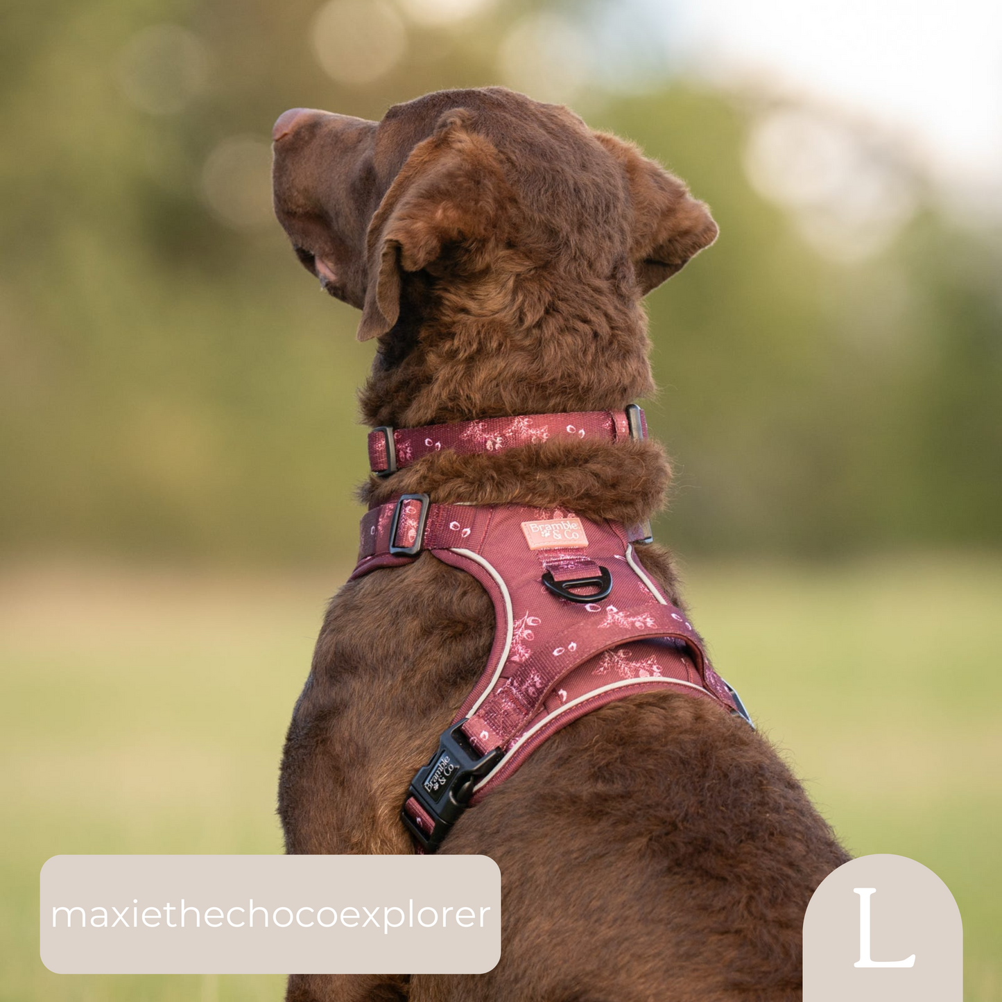 Adjustable Collar - Wild berry Woodland