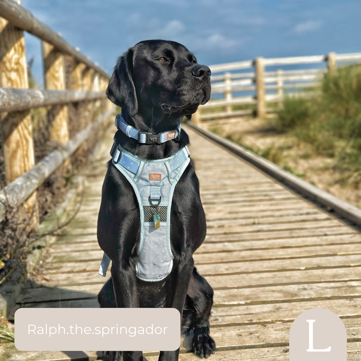 Adjustable Collar - Beachy Blue
