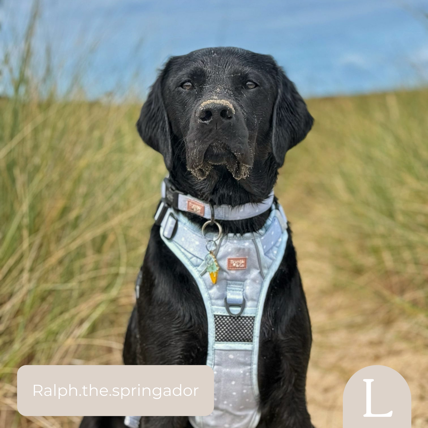 Adjustable Collar - Beachy Blue