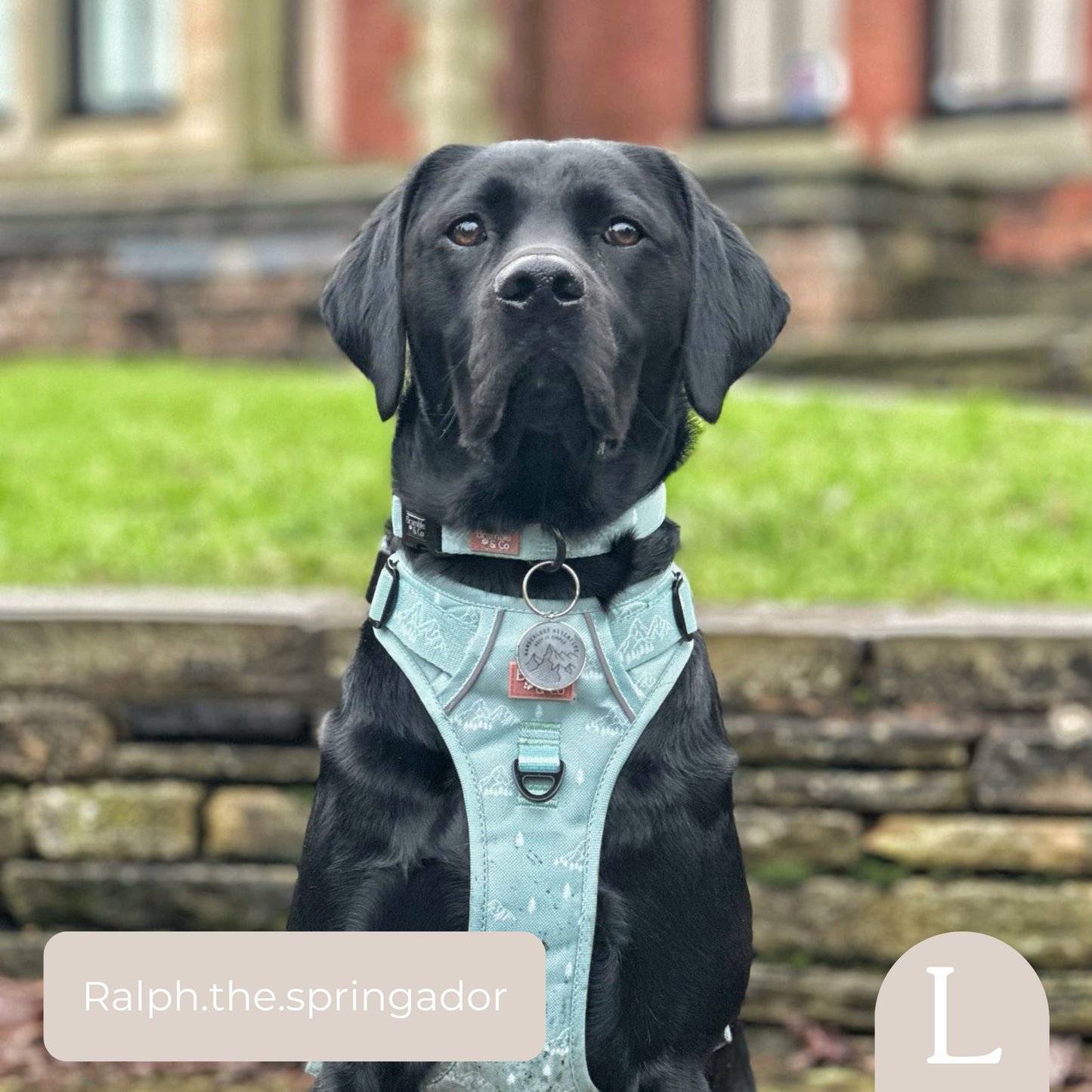 Adjustable Collar - It's Mint To Be