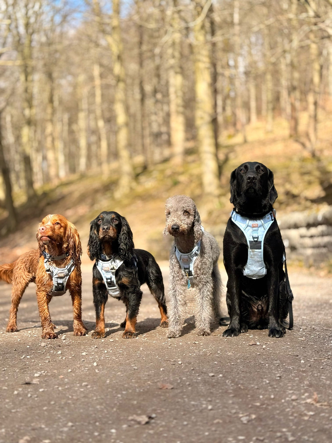 🌼 Spring Enrichment for Your Dog: Fun, Fresh Ways to Engage Their Mind and Body 🐾