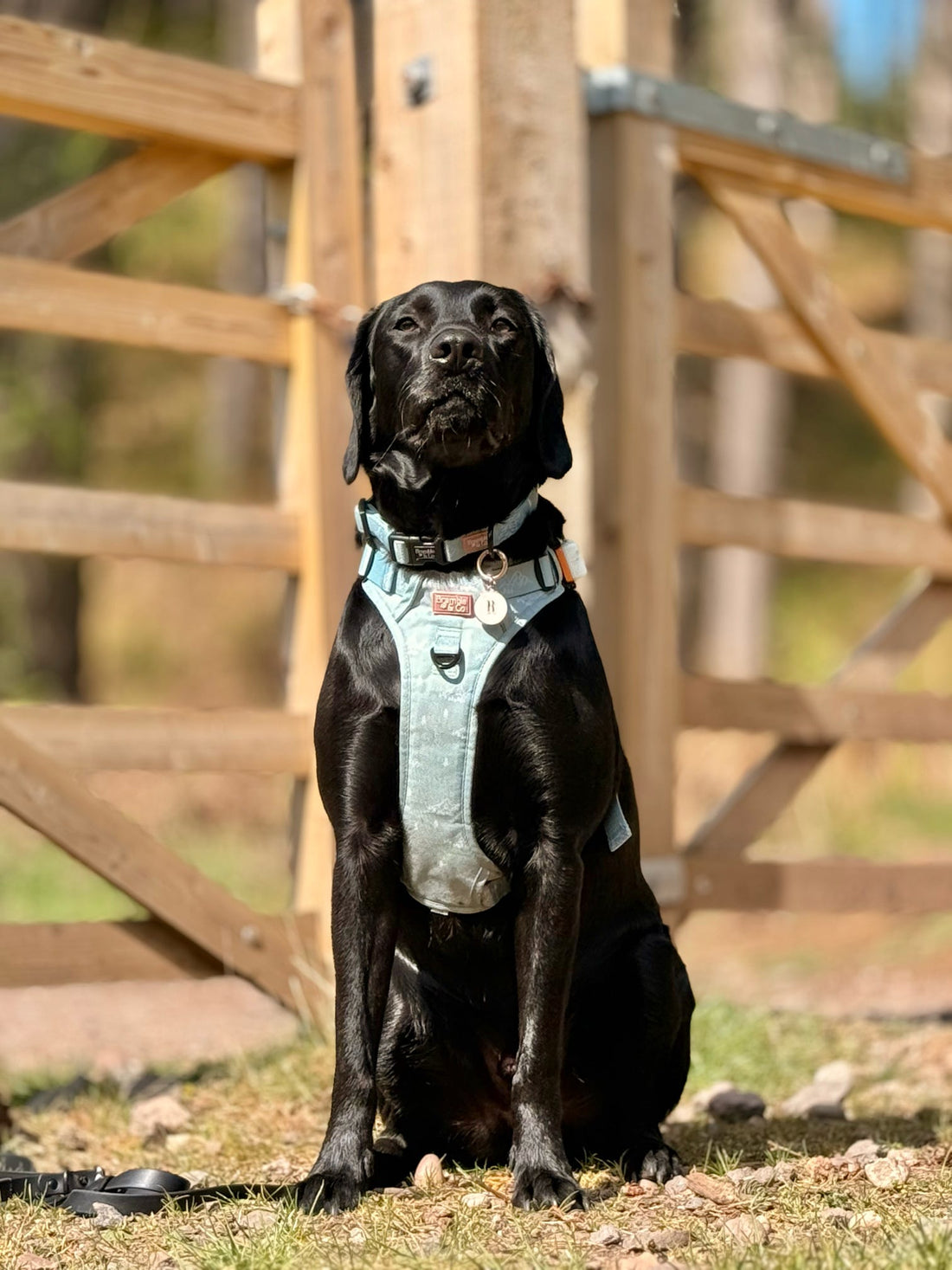 🐾 Dog-Friendly Places to Visit in Yorkshire