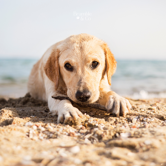 Summer Adventures with Your Dog: A Guide to Fun and Safety