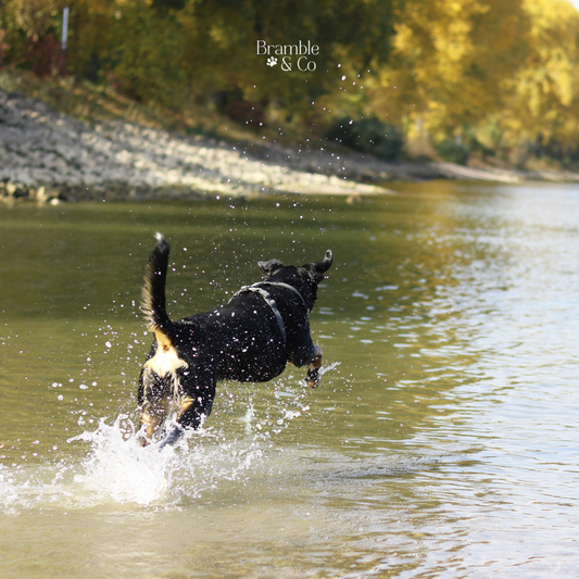 Outdoor Water Safety for Dogs: Keeping Your Canine Safe and Happy