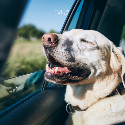 Top Tips for Traveling with Your Dog: Ensuring a Smooth and Enjoyable Trip