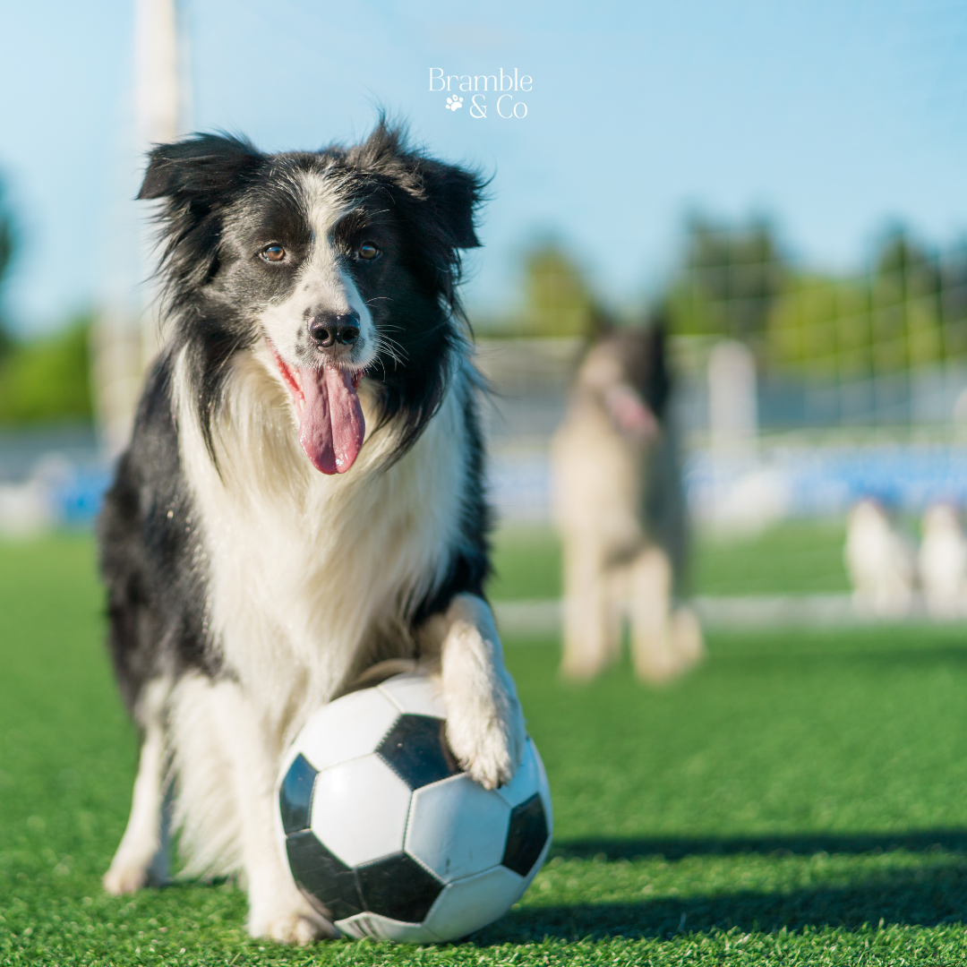 Involving Your Dog with the Euros: How to Enjoy Football Fever with Your Furry Friend