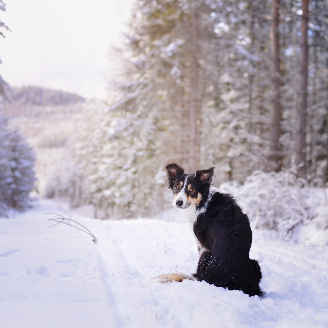 Winter Walkies: Top Tips for Walking Your Dog in the Cold