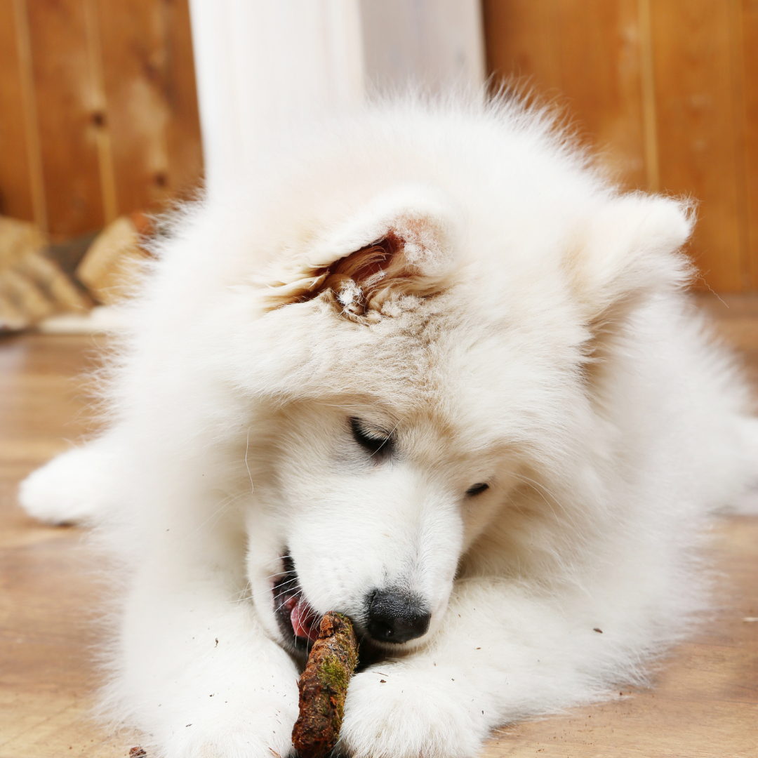 Why natural treats are a good choice for dogs