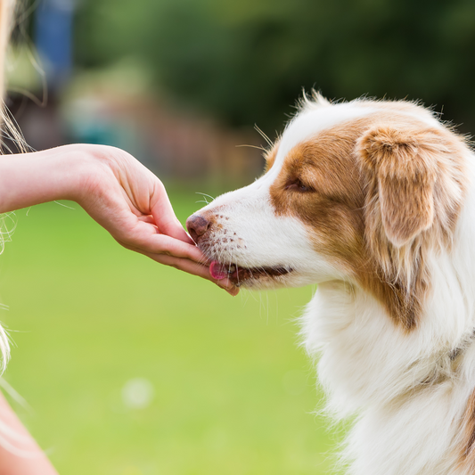 Benefits of using tasty treats during training