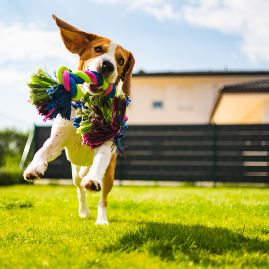 Outdoor games to help keep your pooch entertained