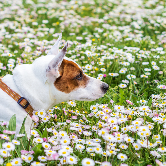 Tails of Spring: Adventures with Your Canine Companion