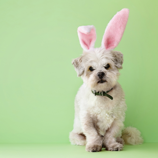 Easter Adventures: Fun Activities to Enjoy with Your Furry Friend