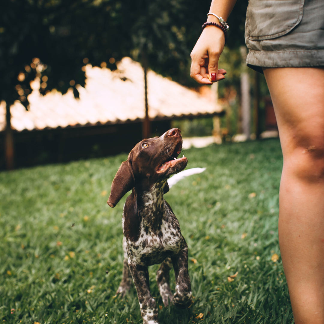 Benefits of your dog wearing a harness