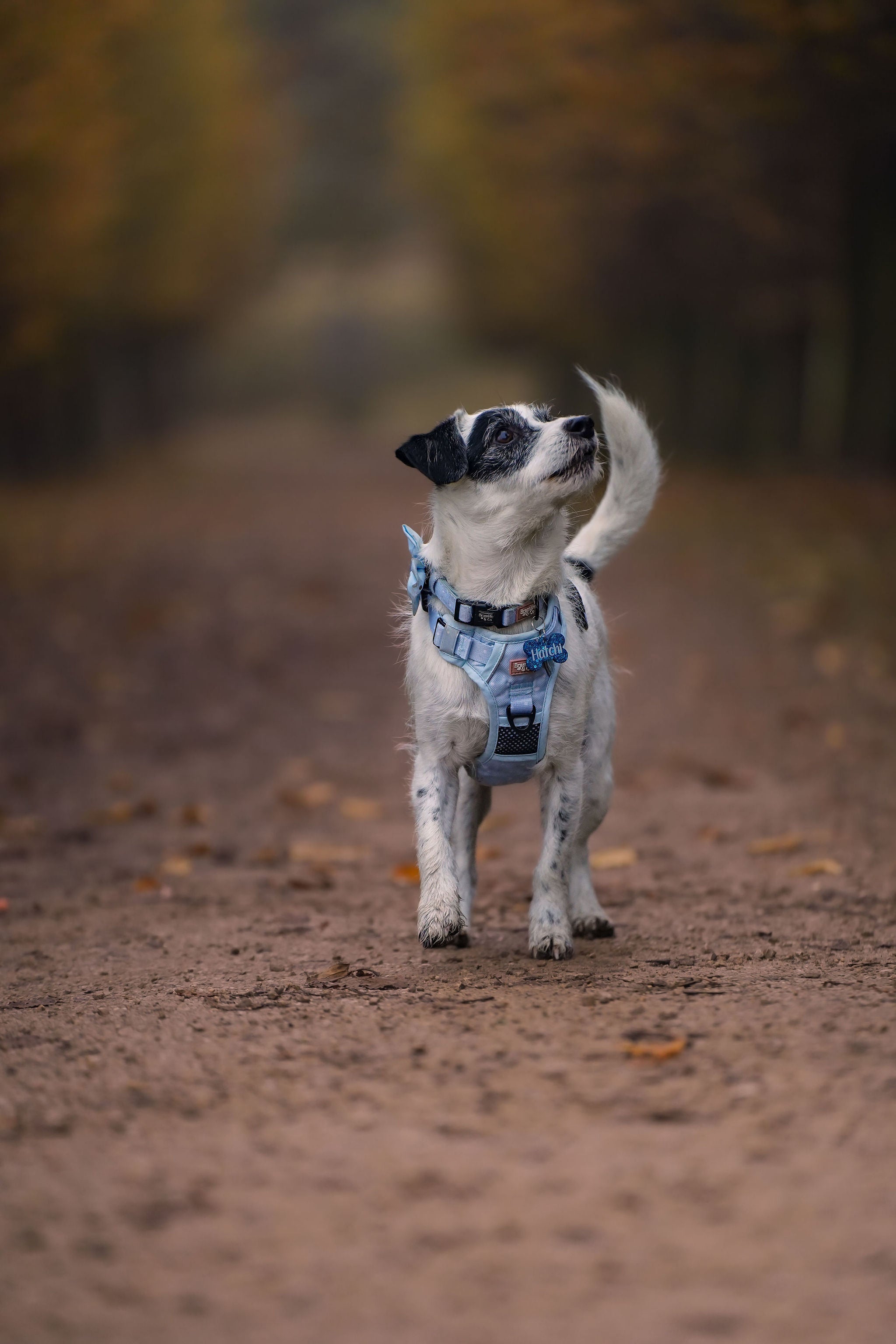 Dog bra clearance harness