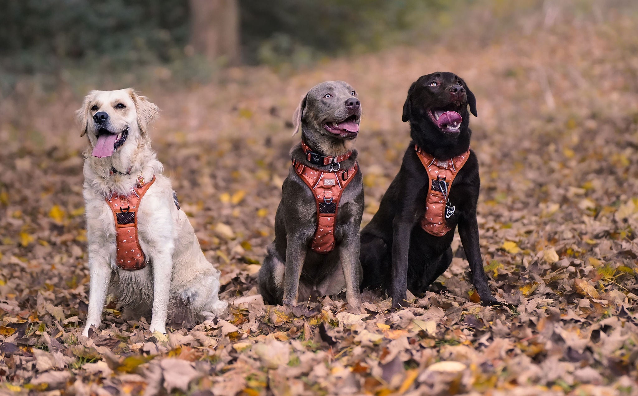 5 point dog harness sale