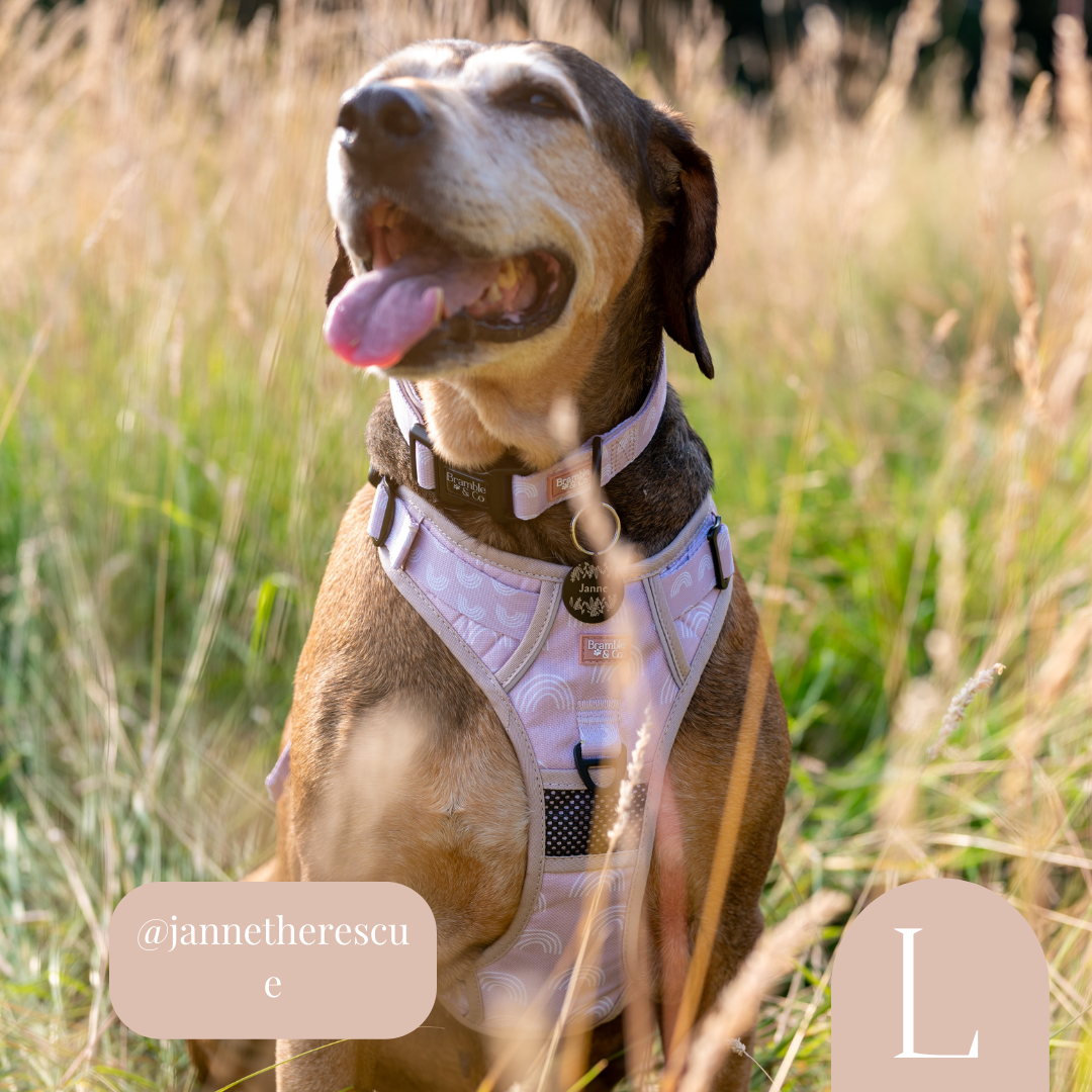 Rose sales dog harness