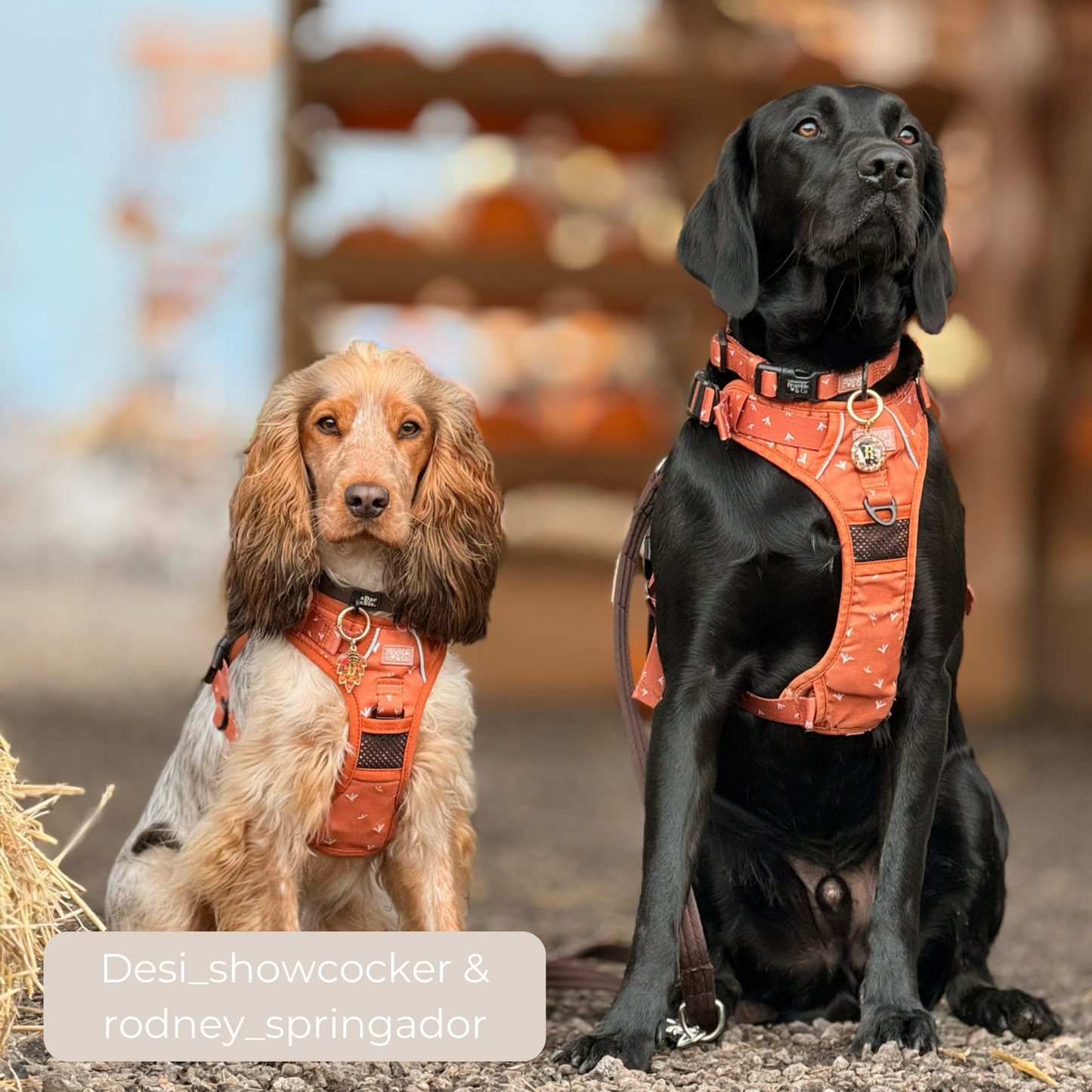 3-Point Adjustable Harness - Autumn Rain