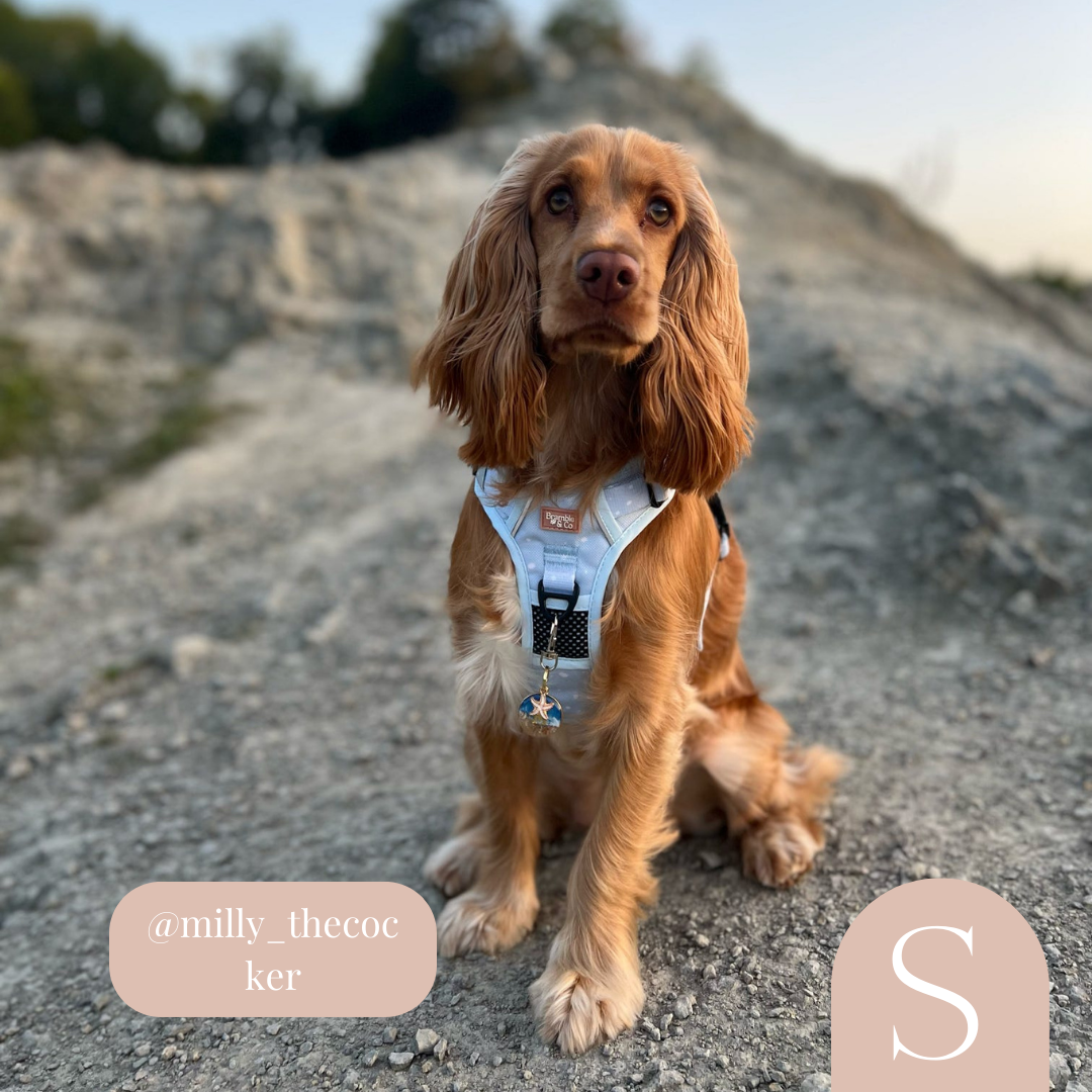 Harness for cocker spaniel puppy best sale