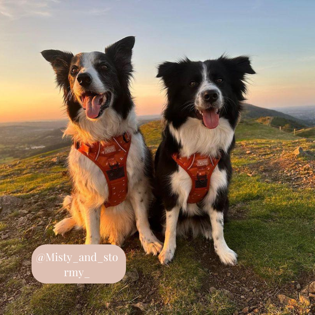 3 Point Adjustable Harness Autumn Rain Bramble and co