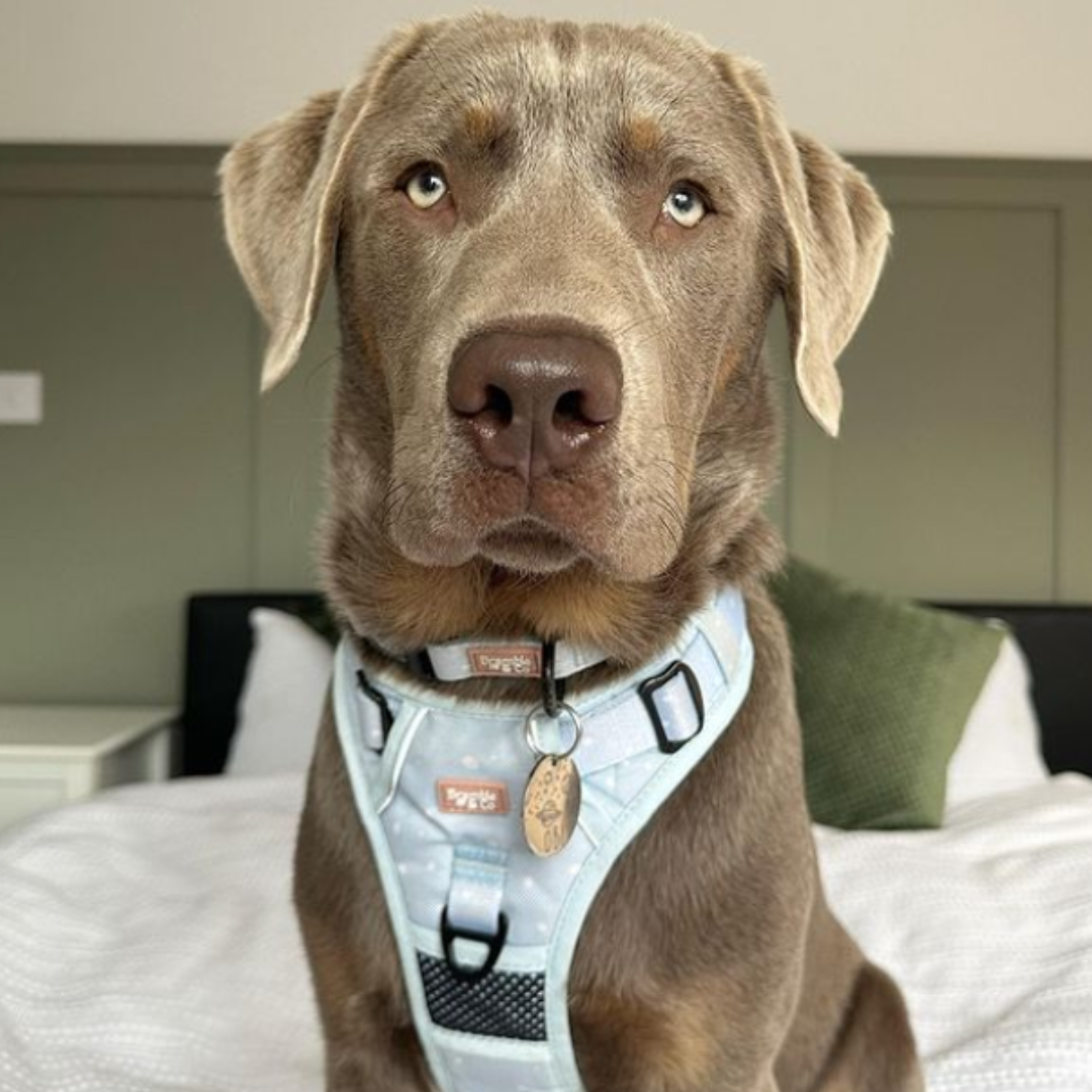 Adjustable Collar - Beachy Blue