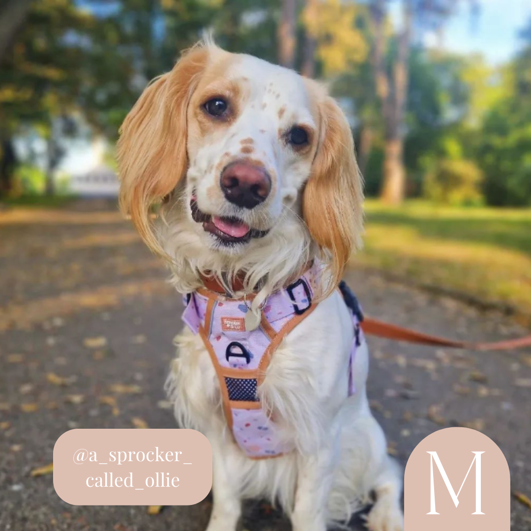 Blush sales dog harness