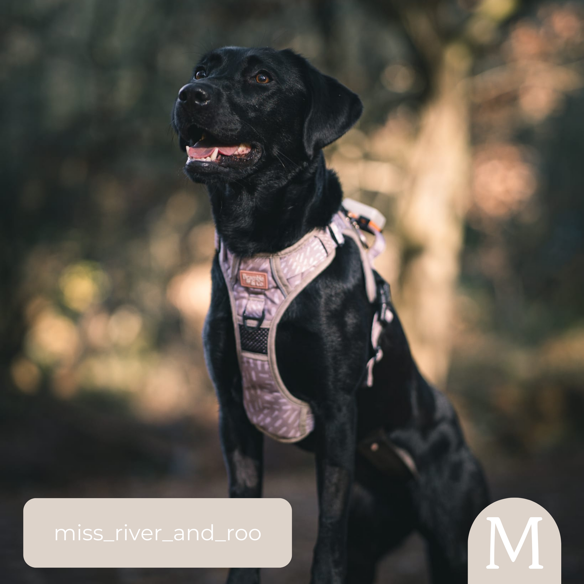 3 Point Adjustable Harness The Feelings Neutral Bramble and co