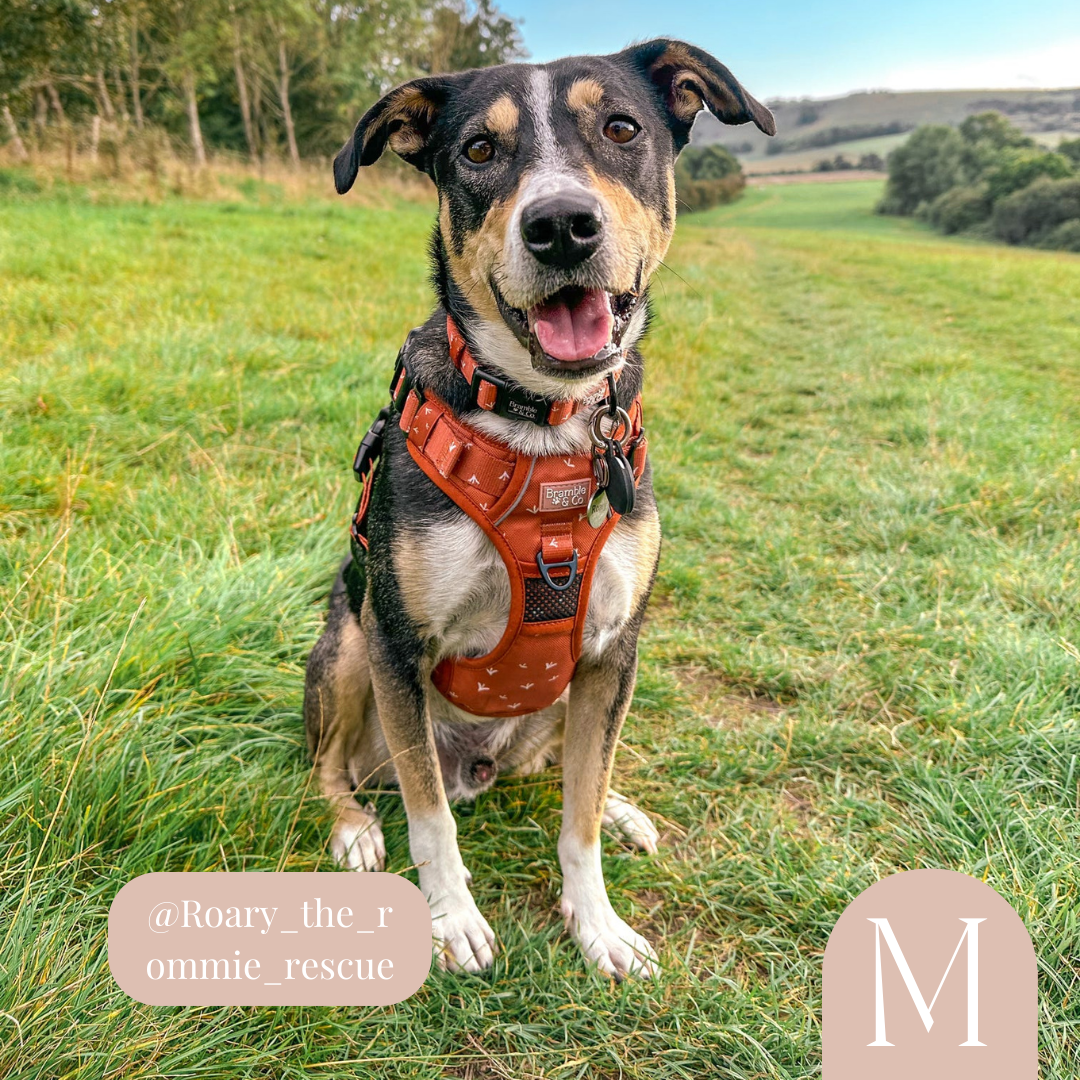 3 point online dog harness